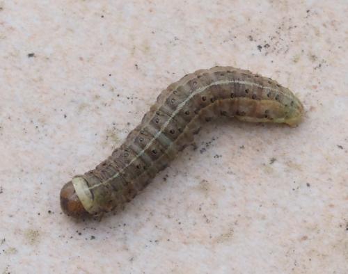 Réf. 249 439 : Agrochola lunosa